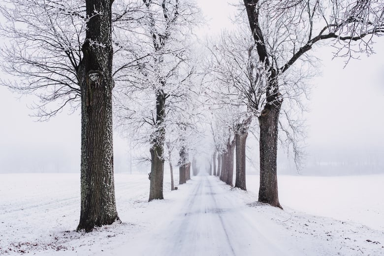 a snowy road with bare trees